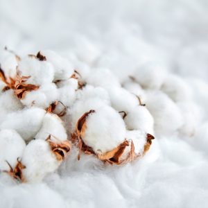 BÔNG TẨY TRANG MCROW